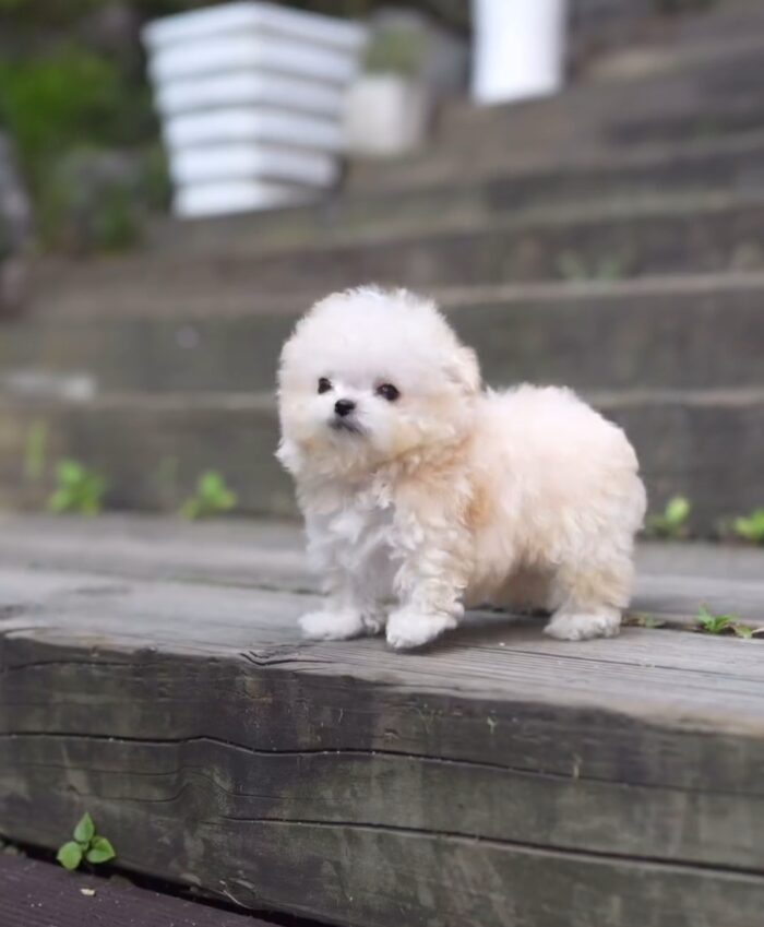 Abe – Bichon Frise Puppy For Sale 3
