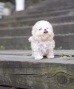 Abe – Bichon Frise Puppy For Sale 4