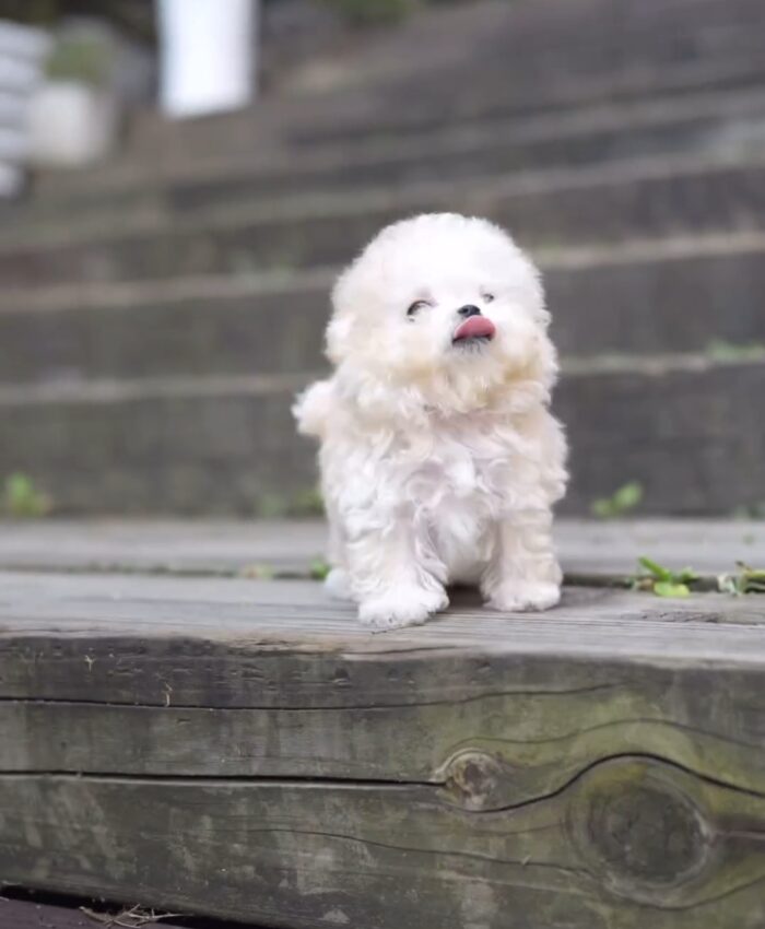Abe – Bichon Frise Puppy For Sale 4