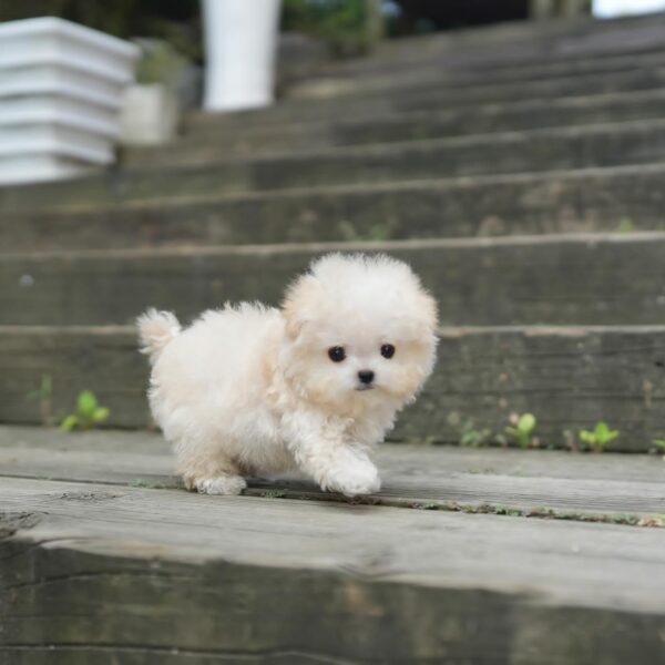 Abe – Bichon Frise Puppy For Sale