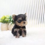 ACADIA - TEACUP YORKIE PUPPY FOR SALE