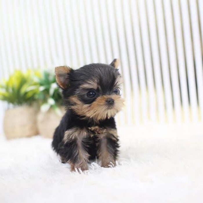 ACADIA - TEACUP YORKIE PUPPY FOR SALE