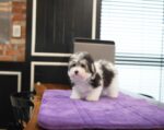 alec coton de tulear puppy