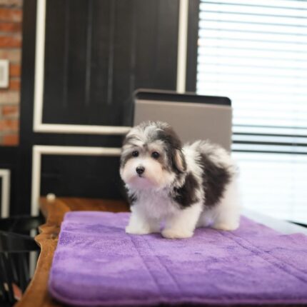 alec coton de tulear puppy