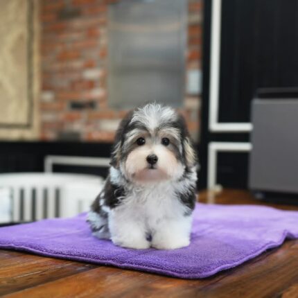 alec coton de tulear puppy