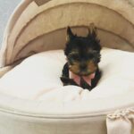 AMINO - TOY YORKIE PUPPY FOR SALE