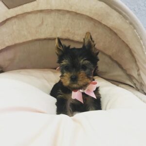 AMINO - TOY YORKIE PUPPY FOR SALE