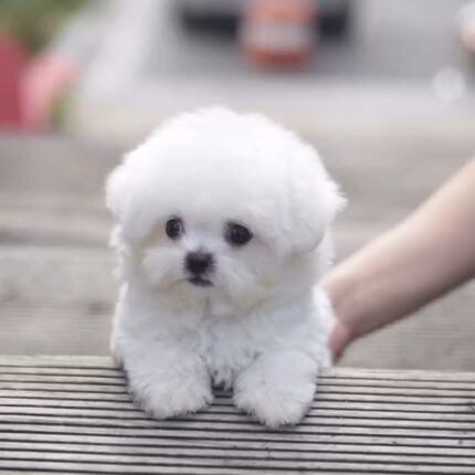 Attila – Bichon Frise Puppy For Sale 4