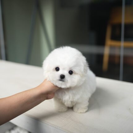Attila – Bichon Frise Puppy For Sale