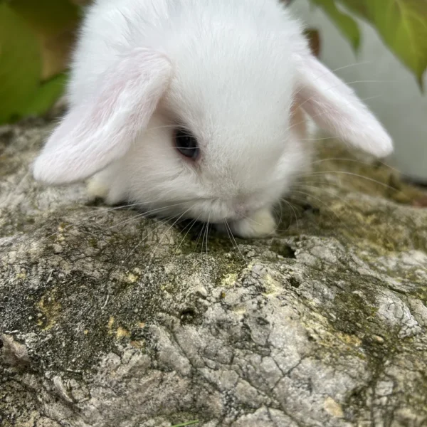 Casper Holland Lop Ear Bunny For Sale