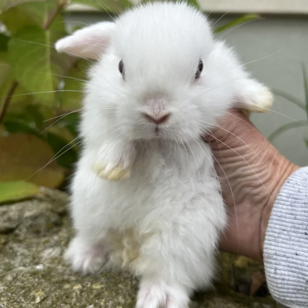 Casper Holland Lop Ear Bunny For Sale