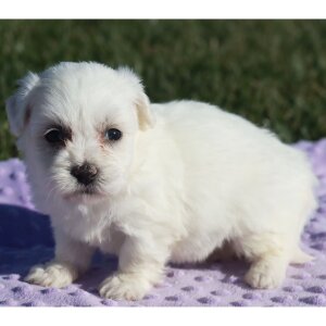 Darcy - Coton De Tulear Puppy For Sale 1