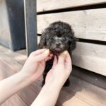 Daria - Mini Poodle Puppy For Sale