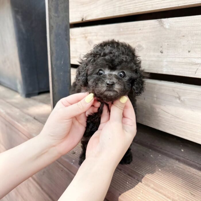 Daria - Mini Poodle Puppy For Sale