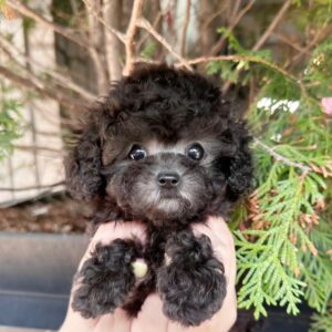 Daria - Mini Poodle Puppy For Sale