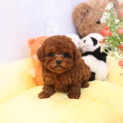 Dilly - Teacup Poodle Puppy For Sale