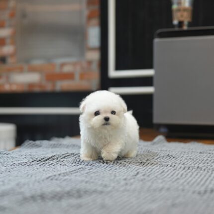 DODGER – BICHON FRISE PUPPY FOR SALE 2