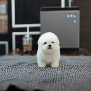 DODGER – BICHON FRISE PUPPY FOR SALE