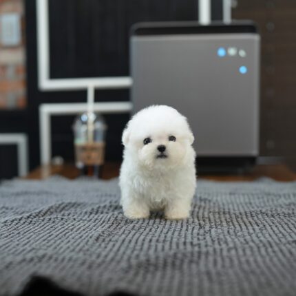 DODGER – BICHON FRISE PUPPY FOR SALE
