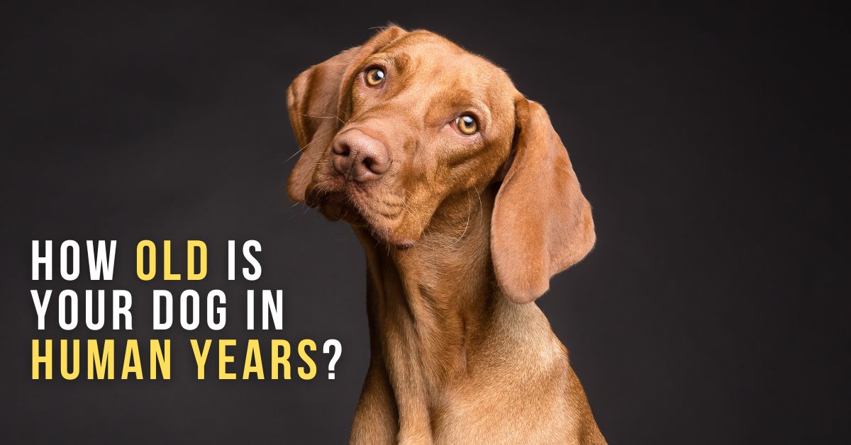 How Old Is a Dog in Human Years?