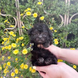 Enzo - Mini Poodle Puppy For Sale