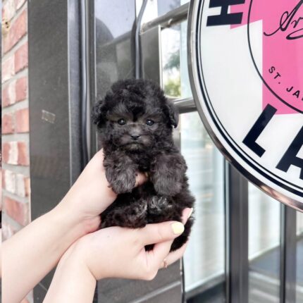 Enzo - Mini Poodle Puppy For Sale