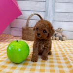 Ethan - Mini Poodle Puppy For Sale