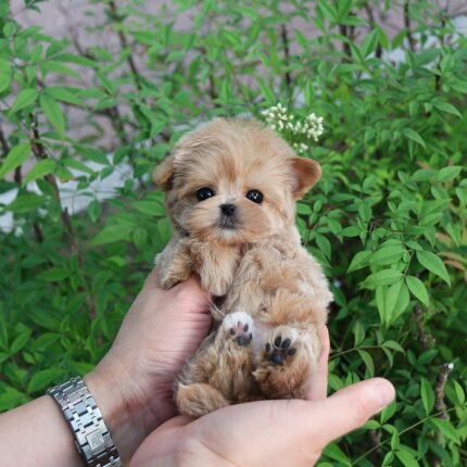 GRAYSON - TEACUP MALTIPOO PUPPY FOR SALE