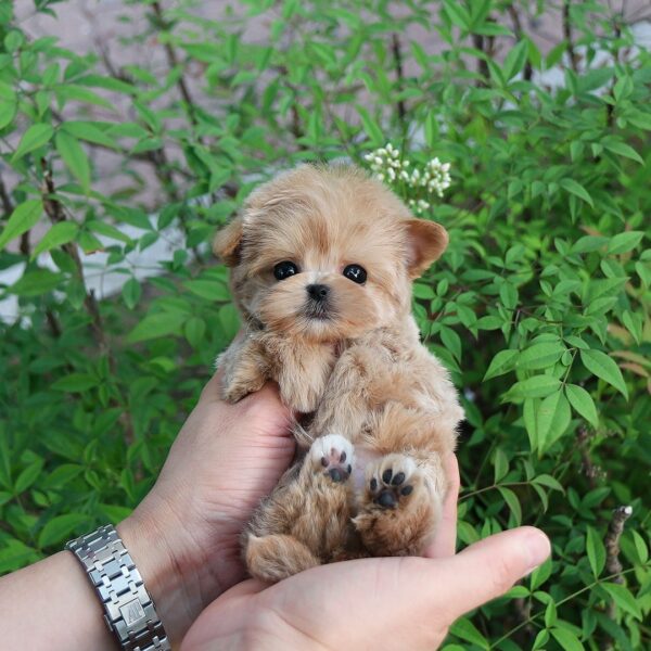 GRAYSON - TEACUP MALTIPOO PUPPY FOR SALE