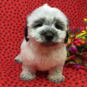 Gumdrop – Coton De Tulear Puppy For Sale1