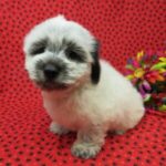 Gumdrop – Coton De Tulear Puppy For Sale