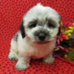Gumdrop – Coton De Tulear Puppy For Sale2