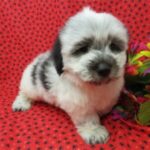 Gumdrop – Coton De Tulear Puppy For Sale3