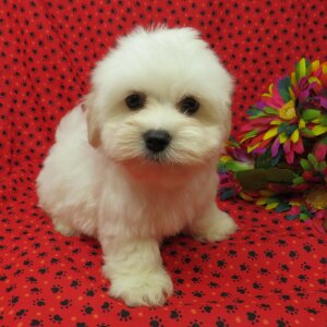 HANNAH - COTON DE TULEAR PUPPY FOR SALE 1