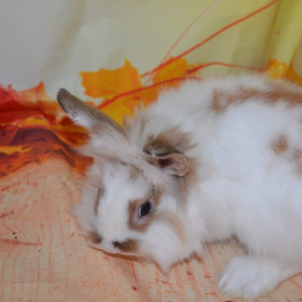 Hocus Lionhead Bunny For Sale