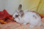Hocus Lionhead Bunny For Sale
