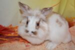 Hocus Lionhead Bunny For Sale