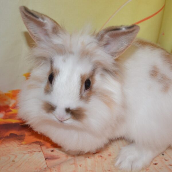 Hocus Lionhead Bunny For Sale