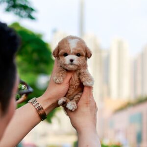 MACKENZIE - TEACUP POODLE PUPPY FOR SALE