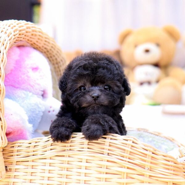 Megan - Teacup Poodle Puppy For Sale