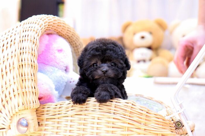 Megan - Teacup Poodle Puppy For Sale