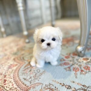 Miles - Maltese Puppy For Sale