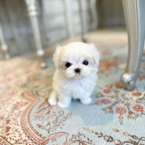 Miles - Maltese Puppy For Sale