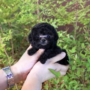 MOE - TEACUP POODLE PUPPY FOR SALE