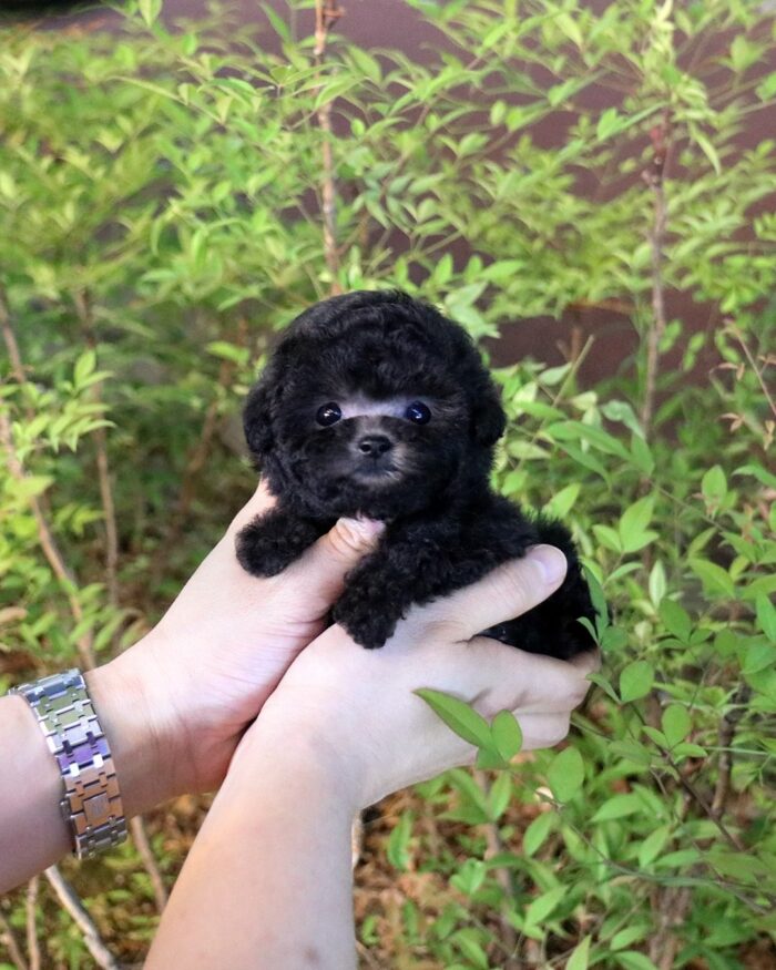 MOE - TEACUP POODLE PUPPY FOR SALE