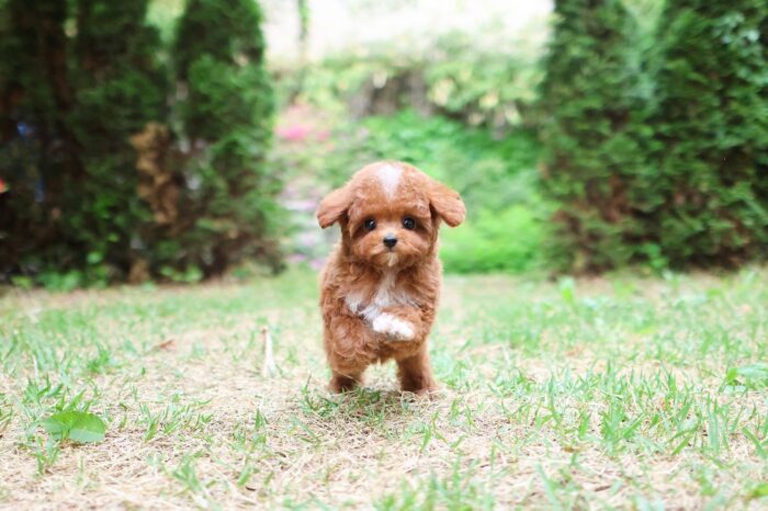 Mowgli - Teacup Poodle Puppy For Sale