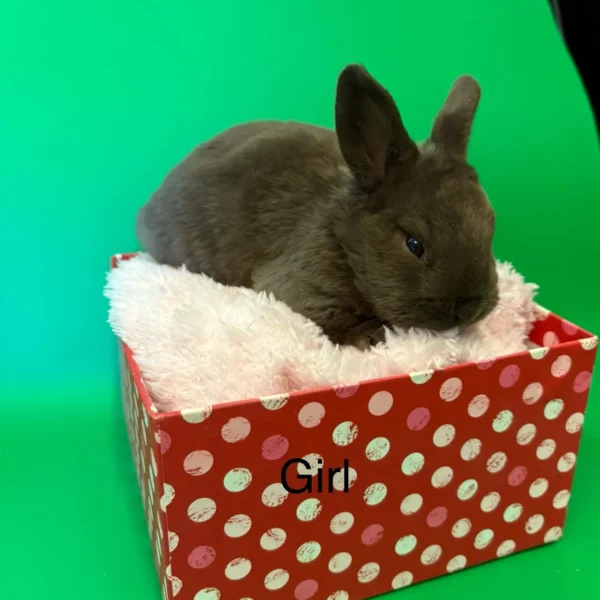 Nelly Standard Rex Bunny For Sale