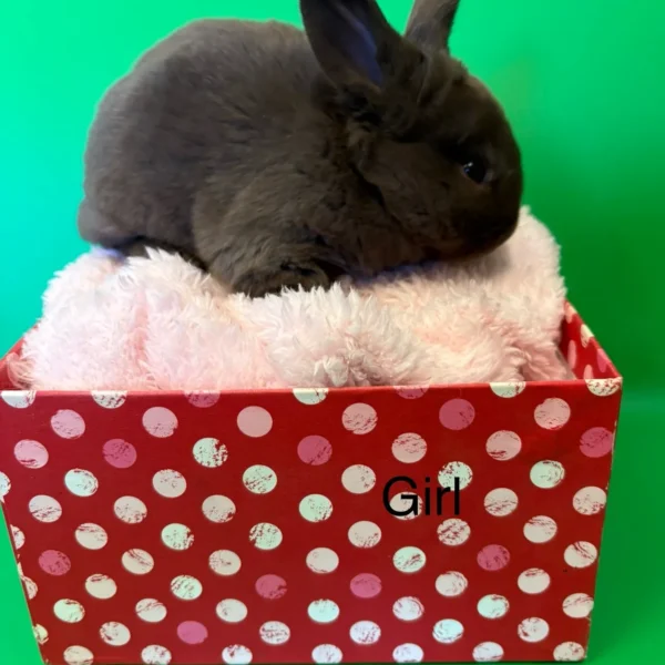 Nelly Standard Rex Bunny For Sale