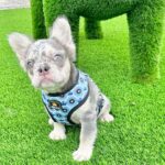 OTIS - LILAC AND TAN MERLE QUAD FLUFFY FRENCH BULLDOG PUPPY FOR SALE