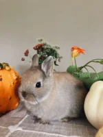 Oriana Netherland Dwarf bunny for sale